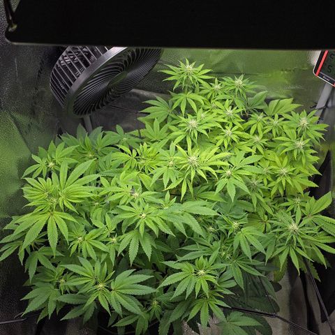 Purple Queen 🟣 [TOPPING + LST EXPERIMENT] growlog timeline photo
