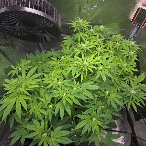Purple Queen 🟣 [TOPPING + LST EXPERIMENT] growlog timeline photo