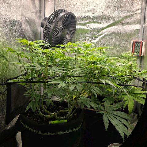 Purple Queen 🟣 [TOPPING + LST EXPERIMENT] growlog timeline photo