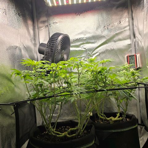 Purple Queen 🟣 [TOPPING + LST EXPERIMENT] growlog timeline photo