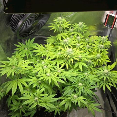 Purple Queen 🟣 [TOPPING + LST EXPERIMENT] growlog timeline photo