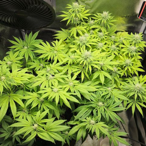 Purple Queen 🟣 [TOPPING + LST EXPERIMENT] growlog timeline photo