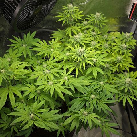 Purple Queen 🟣 [TOPPING + LST EXPERIMENT] growlog timeline photo