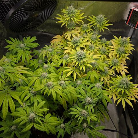 Purple Queen 🟣 [TOPPING + LST EXPERIMENT] growlog timeline photo