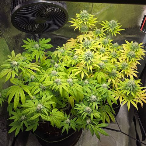Purple Queen 🟣 [TOPPING + LST EXPERIMENT] growlog timeline photo