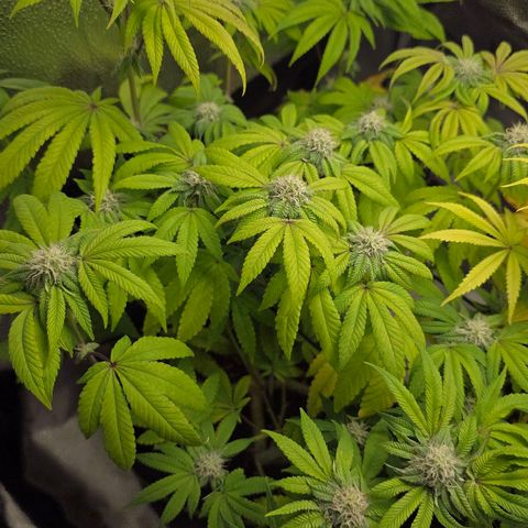 Purple Queen 🟣 [TOPPING + LST EXPERIMENT] growlog timeline photo
