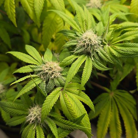 Purple Queen 🟣 [TOPPING + LST EXPERIMENT] growlog timeline photo