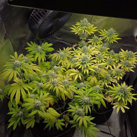 Purple Queen 🟣 [TOPPING + LST EXPERIMENT] growlog timeline photo