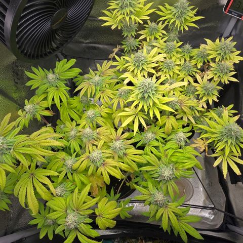 Purple Queen 🟣 [TOPPING + LST EXPERIMENT] growlog timeline photo