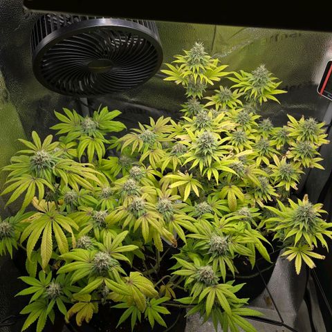 Purple Queen 🟣 [TOPPING + LST EXPERIMENT] growlog timeline photo