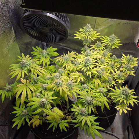 Purple Queen 🟣 [TOPPING + LST EXPERIMENT] growlog timeline photo
