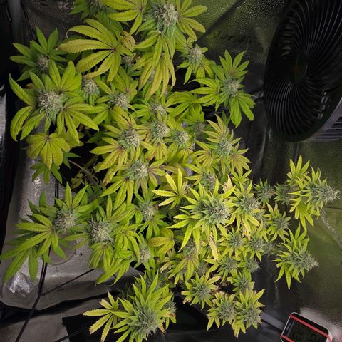 Purple Queen 🟣 [TOPPING + LST EXPERIMENT] growlog timeline photo