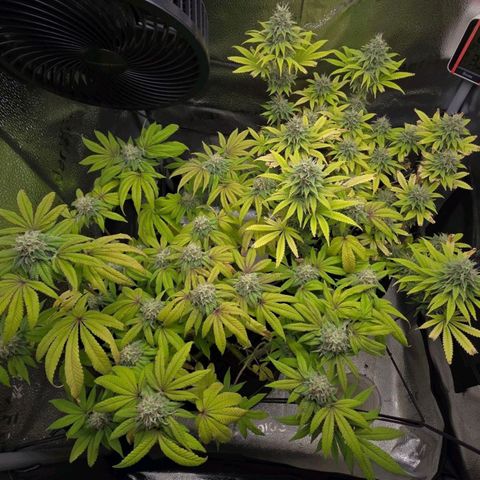 Purple Queen 🟣 [TOPPING + LST EXPERIMENT] growlog timeline photo