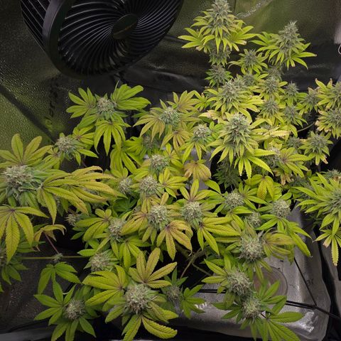 Purple Queen 🟣 [TOPPING + LST EXPERIMENT] growlog timeline photo