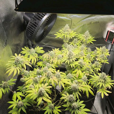 Purple Queen 🟣 [TOPPING + LST EXPERIMENT] growlog timeline photo