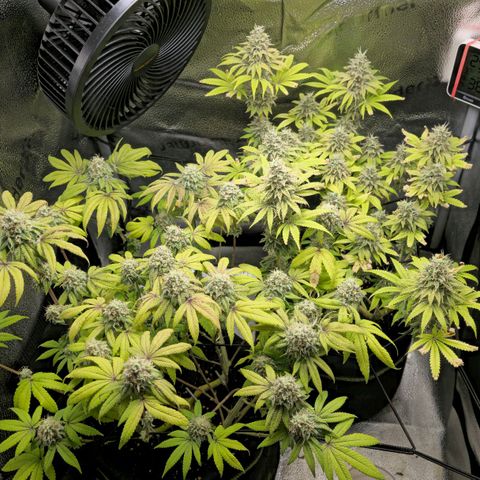 Purple Queen 🟣 [TOPPING + LST EXPERIMENT] growlog timeline photo