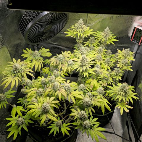 Purple Queen 🟣 [TOPPING + LST EXPERIMENT] growlog timeline photo
