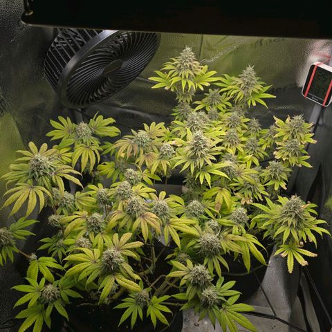 Purple Queen 🟣 [TOPPING + LST EXPERIMENT] growlog timeline photo