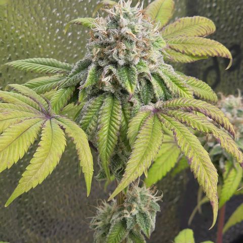 Purple Queen 🟣 [TOPPING + LST EXPERIMENT] growlog timeline photo