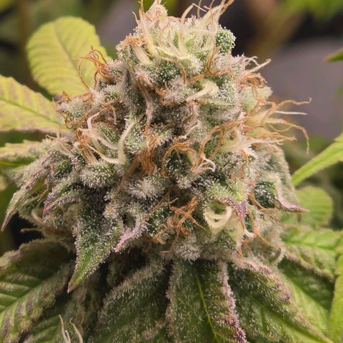 Purple Queen 🟣 [TOPPING + LST EXPERIMENT] growlog timeline photo