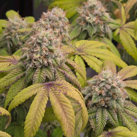 Purple Queen 🟣 [TOPPING + LST EXPERIMENT] growlog timeline photo