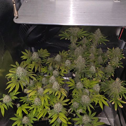 Purple Queen 🟣 [TOPPING + LST EXPERIMENT] growlog timeline photo