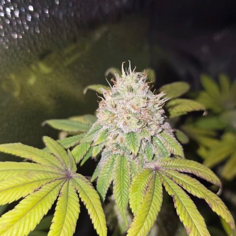 Purple Queen 🟣 [TOPPING + LST EXPERIMENT] growlog timeline photo