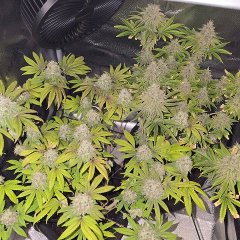 Purple Queen 🟣 [TOPPING + LST EXPERIMENT] growlog timeline photo