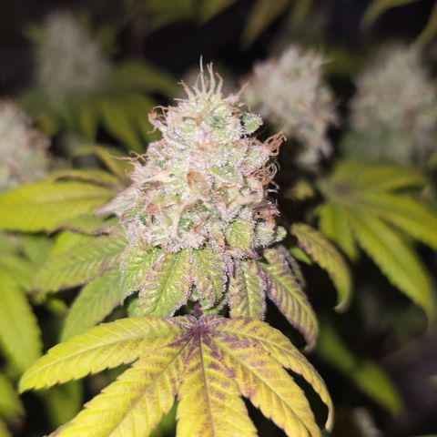 Purple Queen 🟣 [TOPPING + LST EXPERIMENT] growlog timeline photo