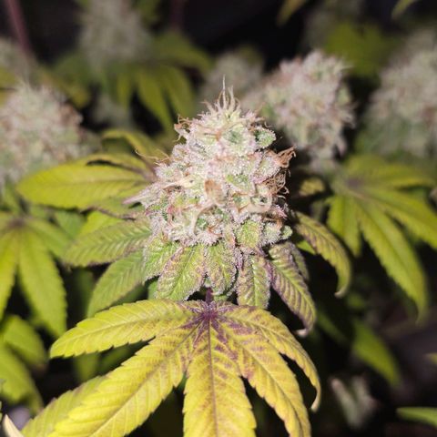 Purple Queen 🟣 [TOPPING + LST EXPERIMENT] growlog timeline photo