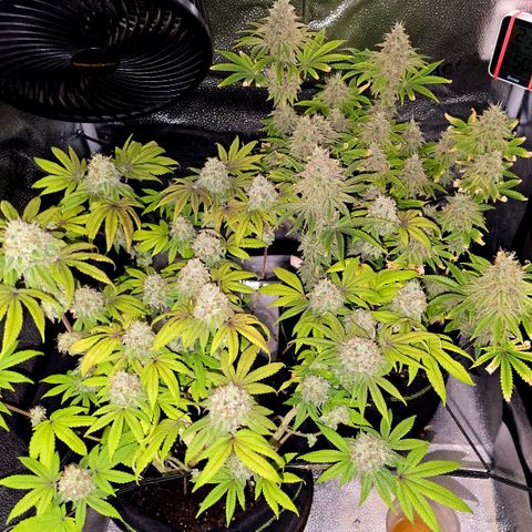 Purple Queen 🟣 [TOPPING + LST EXPERIMENT] growlog timeline photo