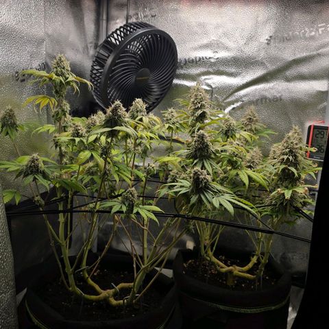 Purple Queen 🟣 [TOPPING + LST EXPERIMENT] growlog timeline photo