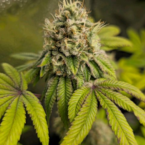Purple Queen 🟣 [TOPPING + LST EXPERIMENT] growlog timeline photo