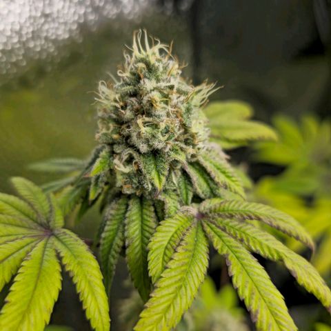 Purple Queen 🟣 [TOPPING + LST EXPERIMENT] growlog timeline photo