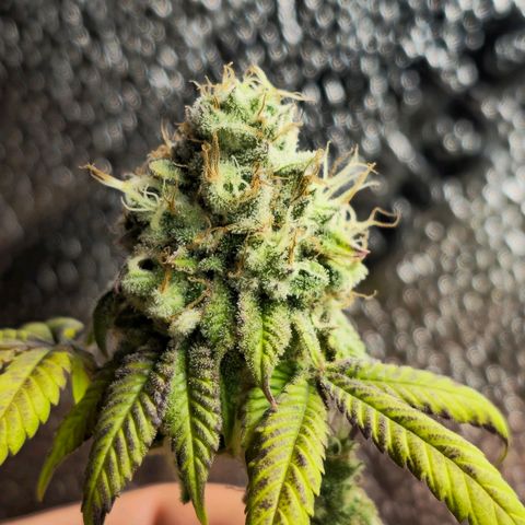 Purple Queen 🟣 [TOPPING + LST EXPERIMENT] growlog timeline photo