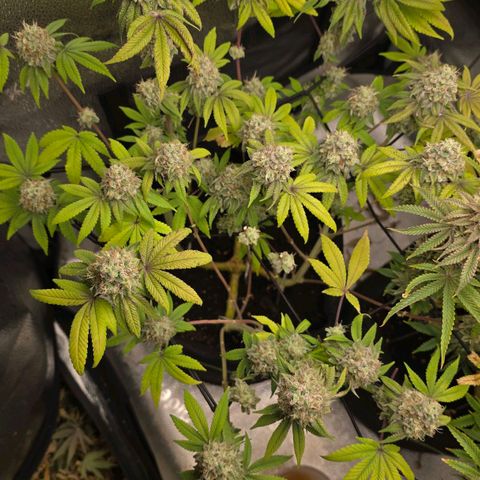 Purple Queen 🟣 [TOPPING + LST EXPERIMENT] growlog timeline photo