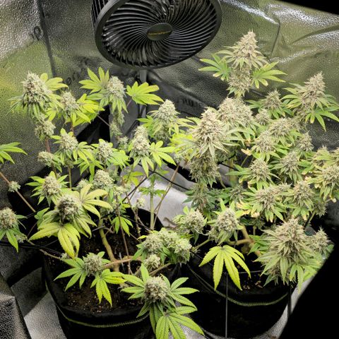 Purple Queen 🟣 [TOPPING + LST EXPERIMENT] growlog timeline photo