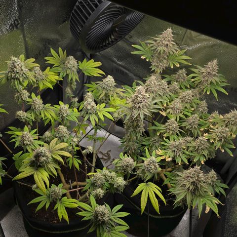 Purple Queen 🟣 [TOPPING + LST EXPERIMENT] growlog timeline photo