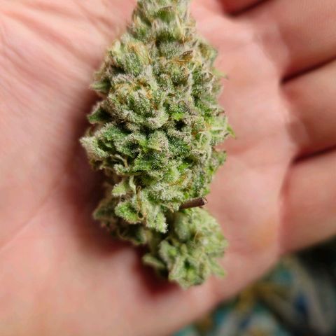 Purple Queen 🟣 [TOPPING + LST EXPERIMENT] growlog timeline photo