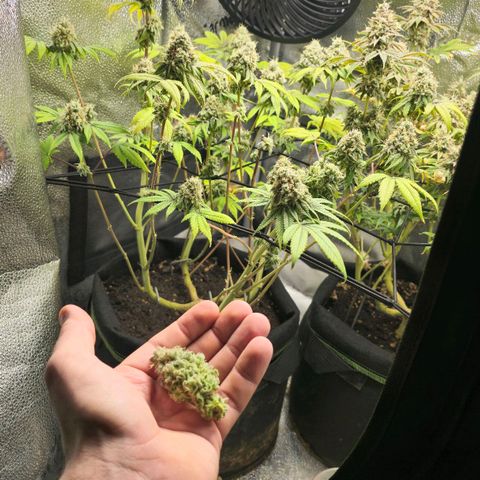 Purple Queen 🟣 [TOPPING + LST EXPERIMENT] growlog timeline photo