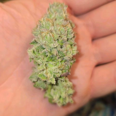 Purple Queen 🟣 [TOPPING + LST EXPERIMENT] growlog timeline photo