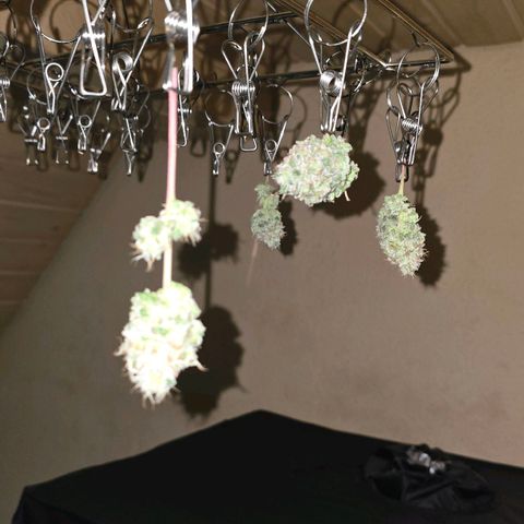 Purple Queen 🟣 [TOPPING + LST EXPERIMENT] growlog timeline photo