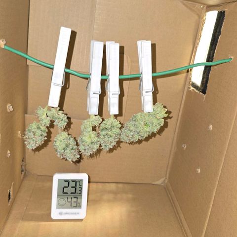 Purple Queen 🟣 [TOPPING + LST EXPERIMENT] growlog timeline photo