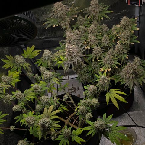Purple Queen 🟣 [TOPPING + LST EXPERIMENT] growlog timeline photo