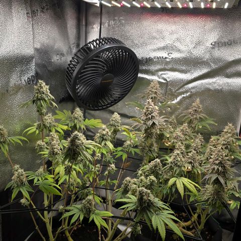 Purple Queen 🟣 [TOPPING + LST EXPERIMENT] growlog timeline photo