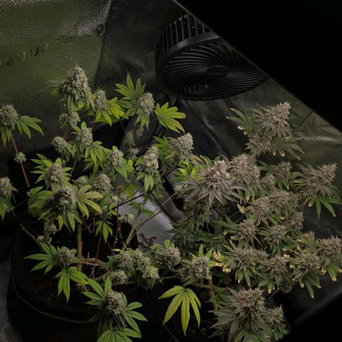 Purple Queen 🟣 [TOPPING + LST EXPERIMENT] growlog timeline photo