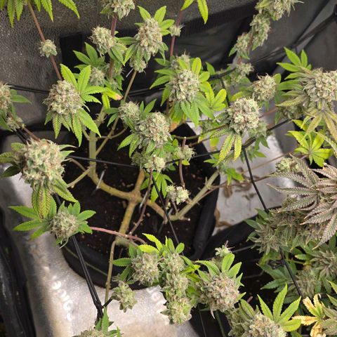 Purple Queen 🟣 [TOPPING + LST EXPERIMENT] growlog timeline photo