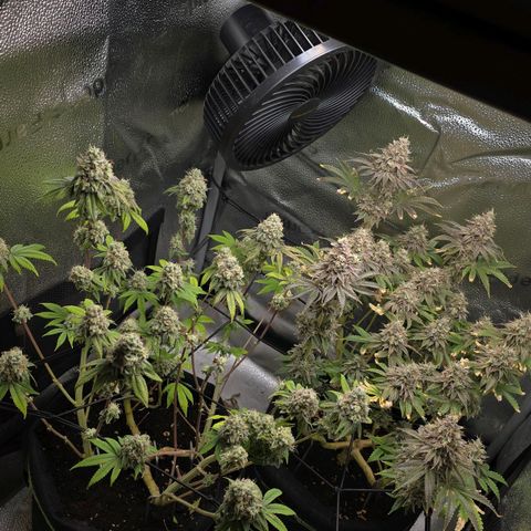 Purple Queen 🟣 [TOPPING + LST EXPERIMENT] growlog timeline photo