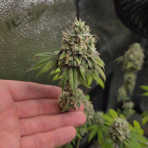 Purple Queen 🟣 [TOPPING + LST EXPERIMENT] growlog timeline photo