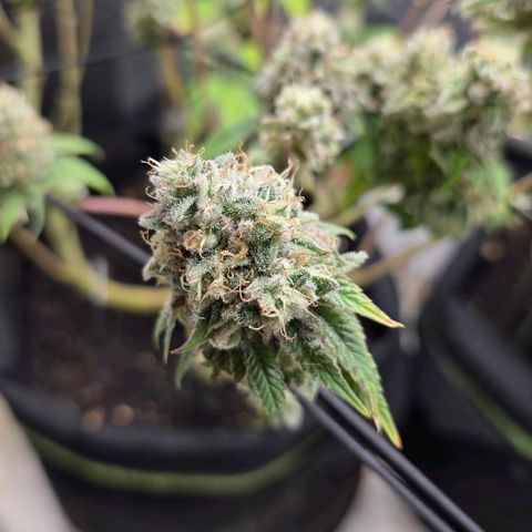 Purple Queen 🟣 [TOPPING + LST EXPERIMENT] growlog timeline photo